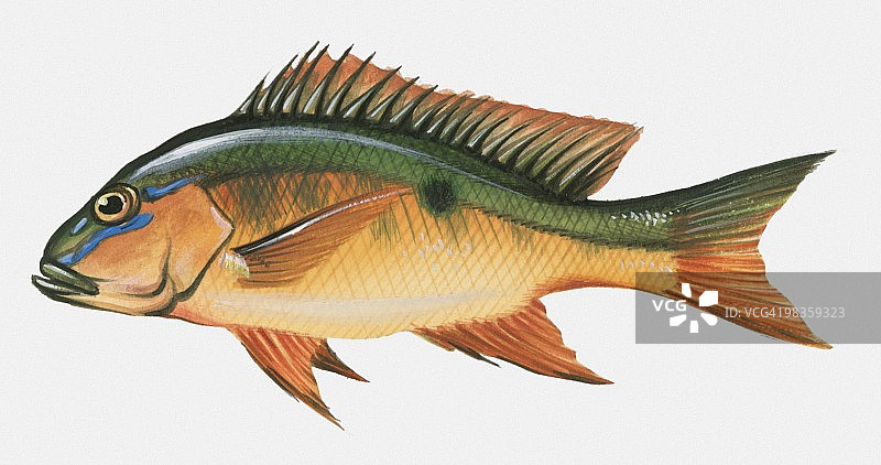 盖刺鱼（Lutjanus analis）插画图片素材