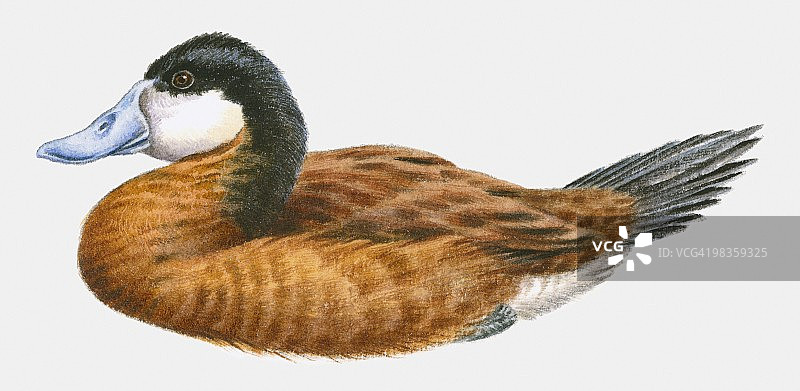 红鸭（Oxyura jamaicensis）侧视图插画图片素材