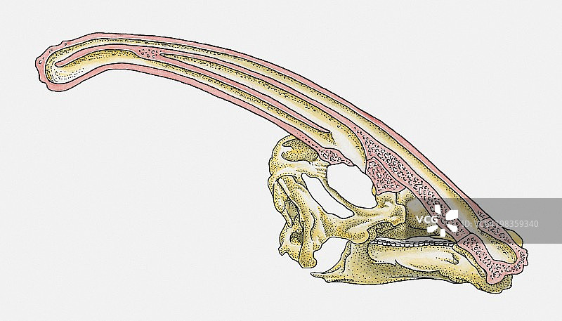 显示头冠横截面的鸭嘴龙骨骼插画图片素材