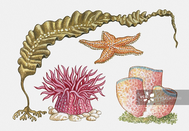 海带、海星、海葵和管状珊瑚插画图片素材