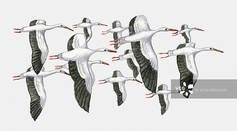 一群白鹳飞行插画图片素材