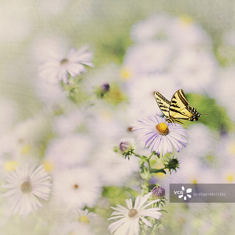 西部虎凤蝶图片素材