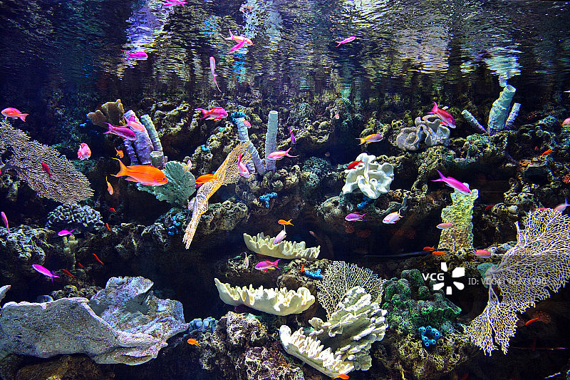 水族箱中的热带鱼和珊瑚图片素材