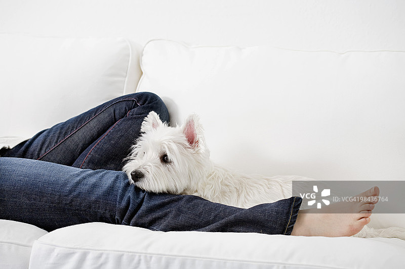 年轻女孩与西高地白梗犬躺在沙发上的细节图片素材