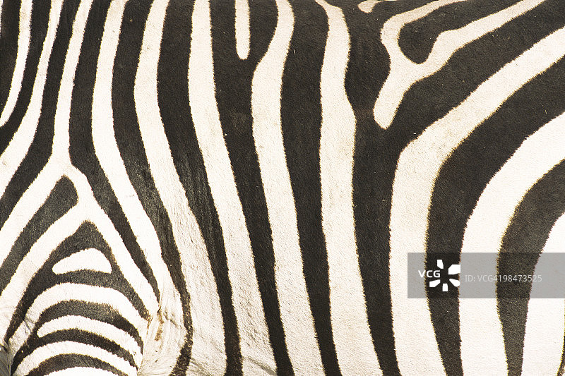 常见斑马纹图案细节图片素材
