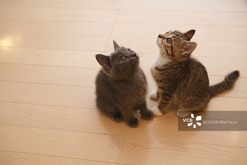 猫抬头图片素材