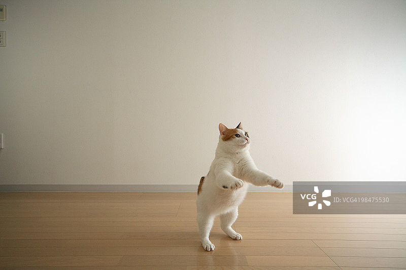 白色的猫图片素材