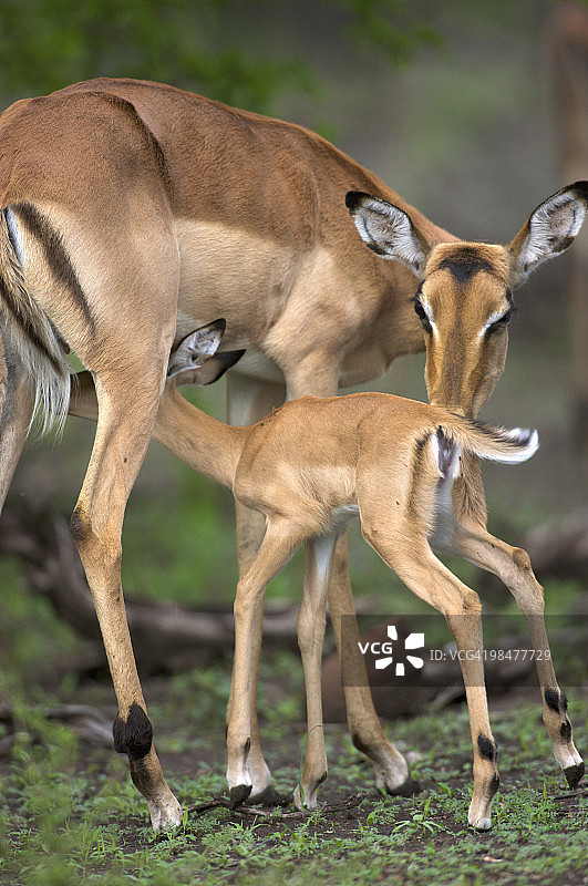 黑斑羚（高羚）和她的幼崽，克鲁格国家公园，南非图片素材