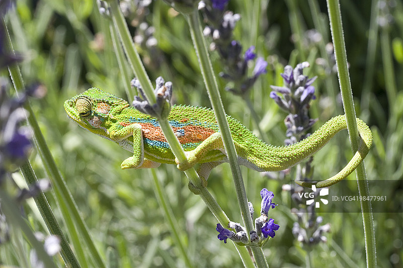 南非西开普省开普敦矮变色龙图片素材