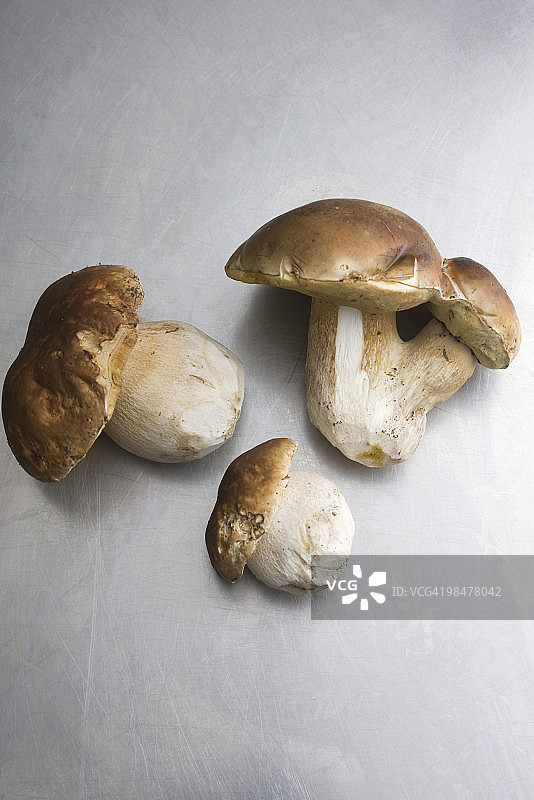 牛肝菌图片素材
