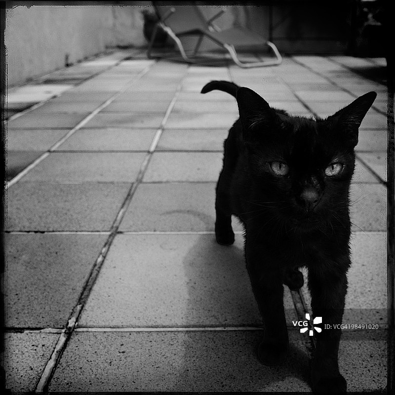 走来的黑猫图片素材