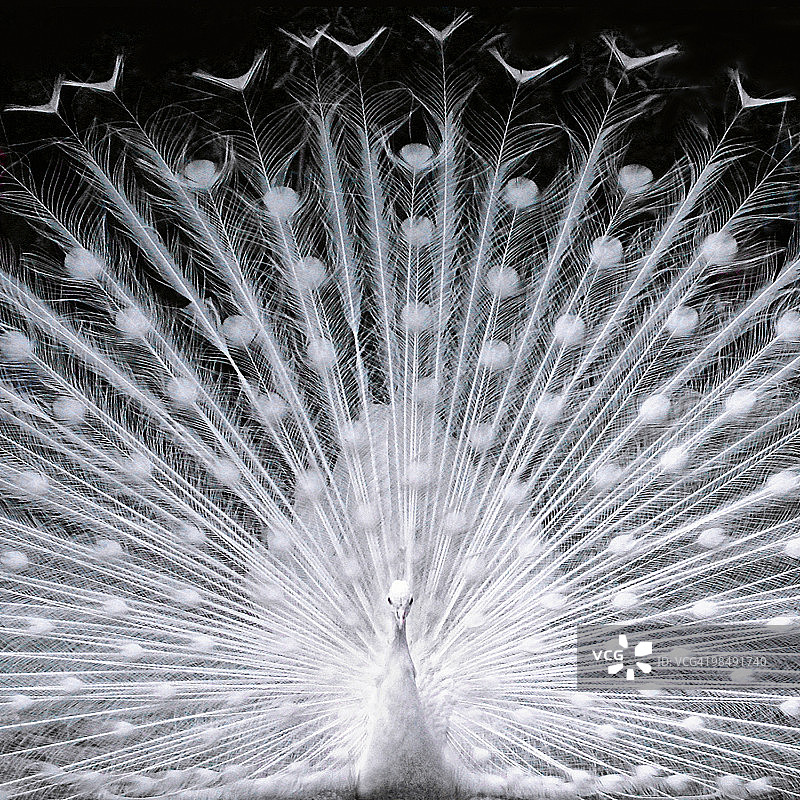 白孔雀图片素材