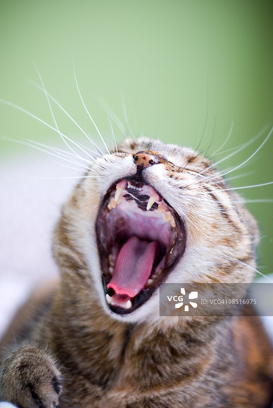 猫咪打哈欠图片素材