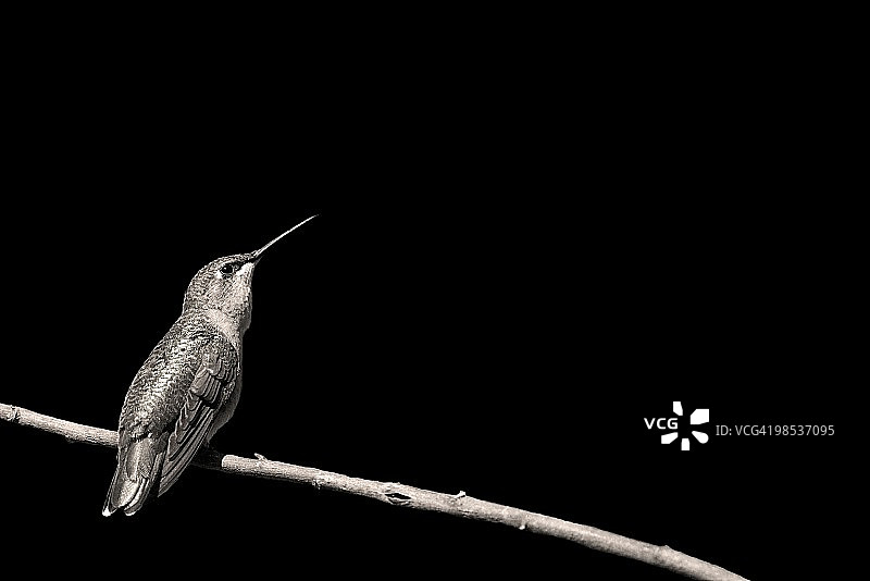 栖息的红喉蜂鸟图片素材