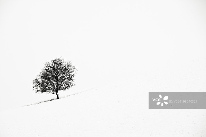 雪中孤树图片素材