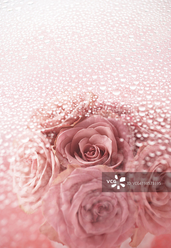 粉色玫瑰与露珠图片素材
