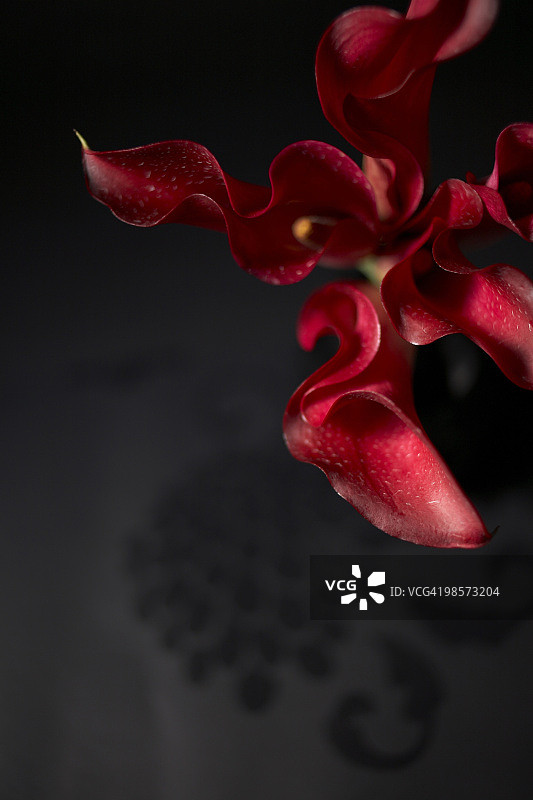 红色马蹄莲图片素材