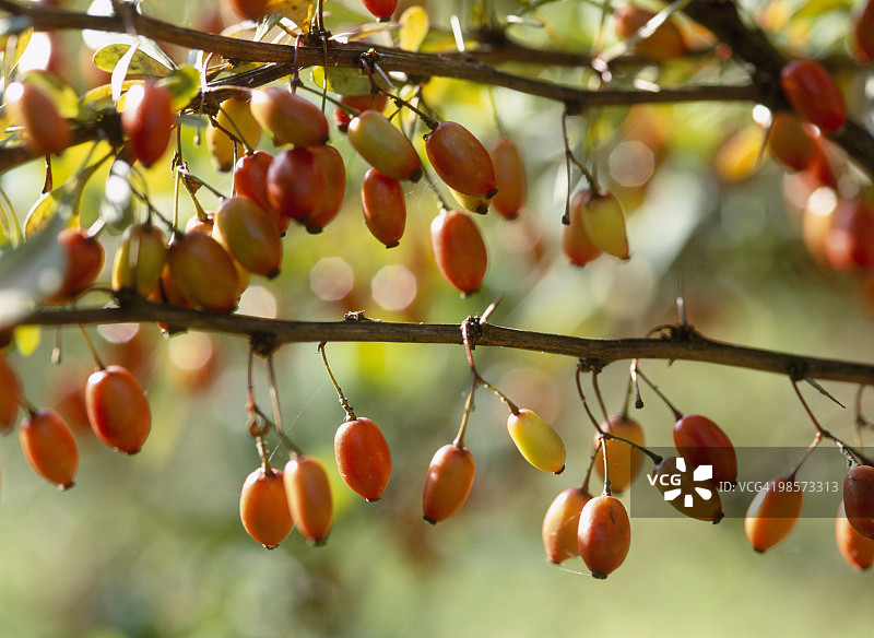 日本小檗果实悬挂在树枝上图片素材