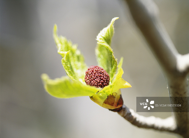 珙桐嫩芽，日本神奈川县图片素材