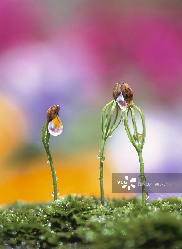 日本红松幼苗，神奈川县横滨市图片素材