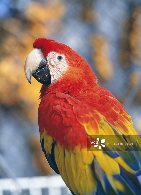 钏路市动物园的金刚鹦鹉，日本北海道图片素材