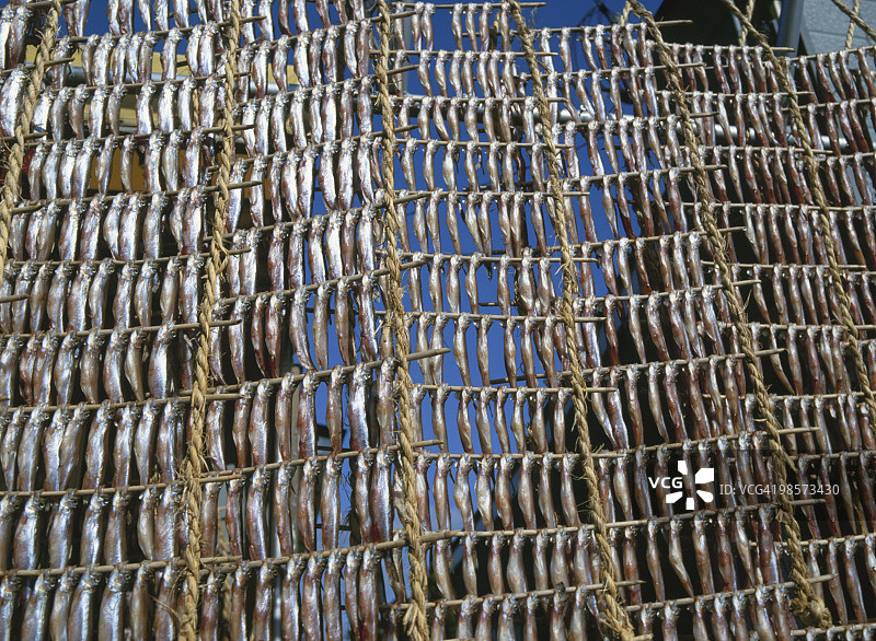 日本北海道鹉川的晾晒小银鱼图片素材