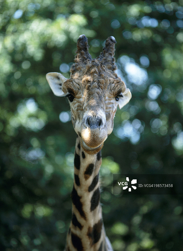 长颈鹿，旭山动物园，北海道，日本图片素材