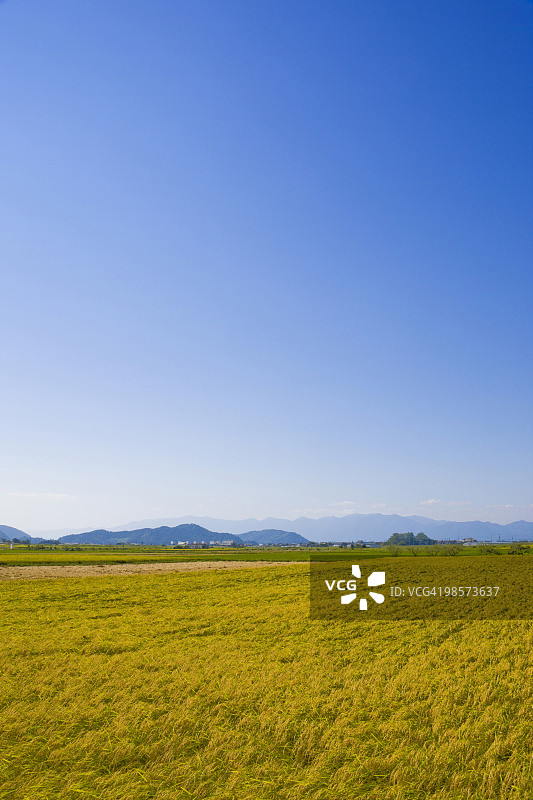 日本滋贺县近江八幡的稻田图片素材