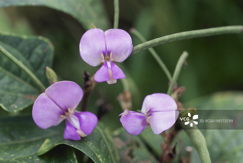 日本埼玉县川口市豇豆花图片素材