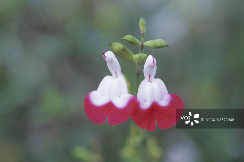 日本埼玉县川口市的樱桃鼠尾草花图片素材