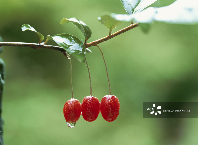 挂在树枝上的沙枣果图片素材