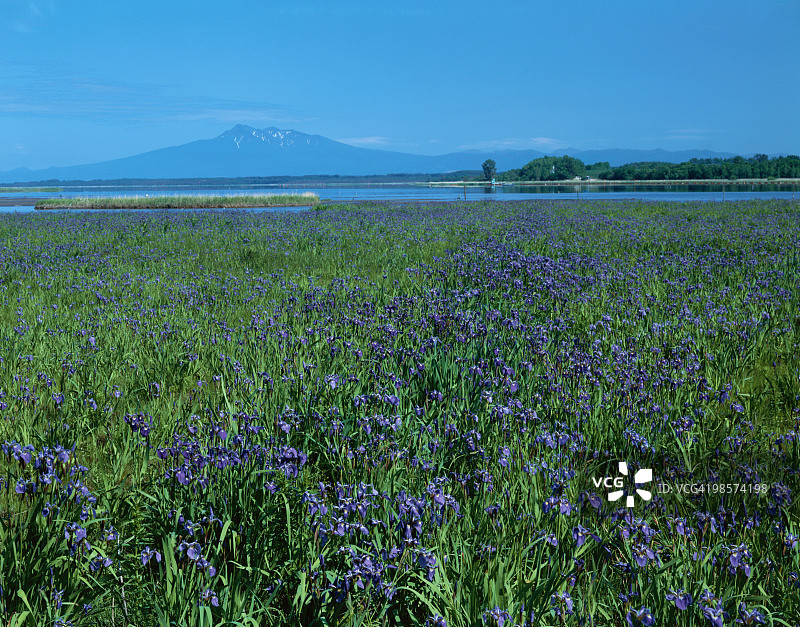 日本北海道涛沸湖畔盛开的西伯利亚鸢尾花田图片素材