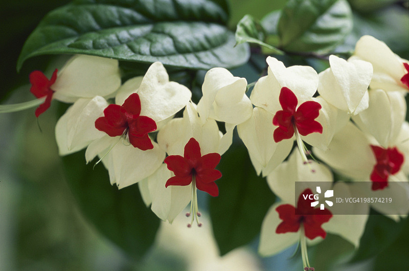 日本埼玉县川口市的红白花朵图片素材