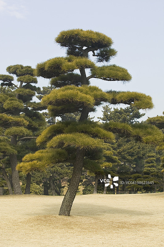日本松树图片素材