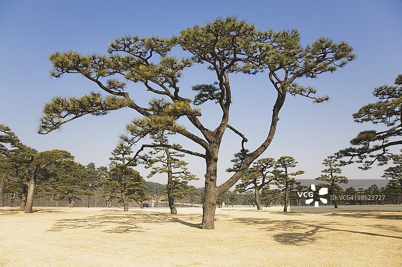日本松树图片素材