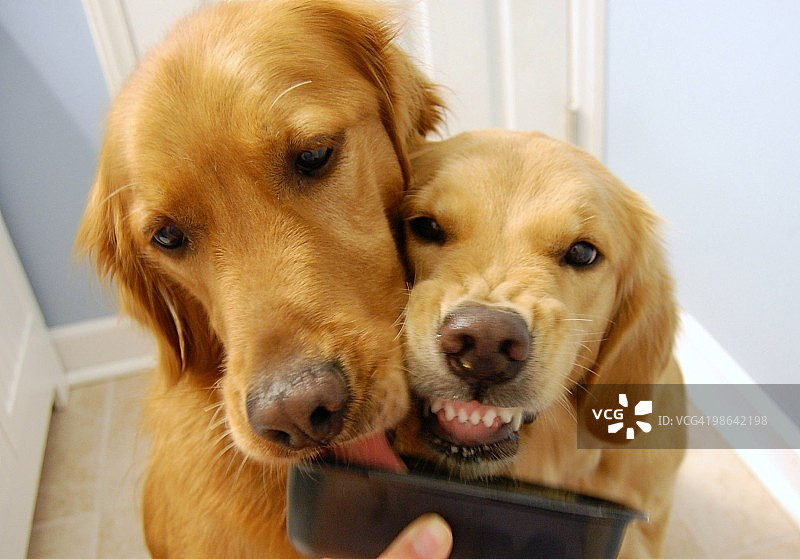 贪吃的金毛寻回犬图片素材