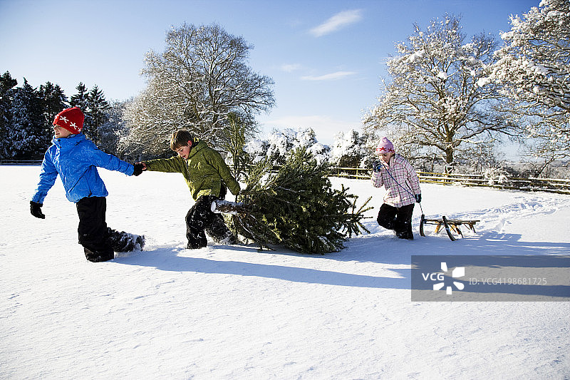 孩子们在雪地里拉着圣诞树图片素材