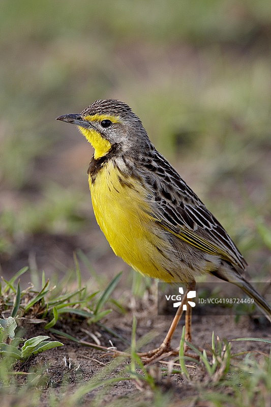 肯尼亚马赛马拉国家保护区长爪鹡鸰图片素材