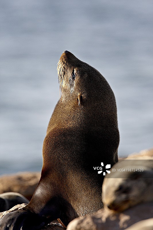 海角毛皮海豹 (南非毛皮海豹) (Arctocephalus pusillus), 南非埃兰兹湾, 非洲图片素材
