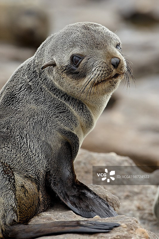 非洲南非海狗幼崽图片素材