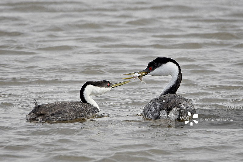 西方鸊鷉的求偶行为，熊河候鸟保护区，犹他州，美国图片素材