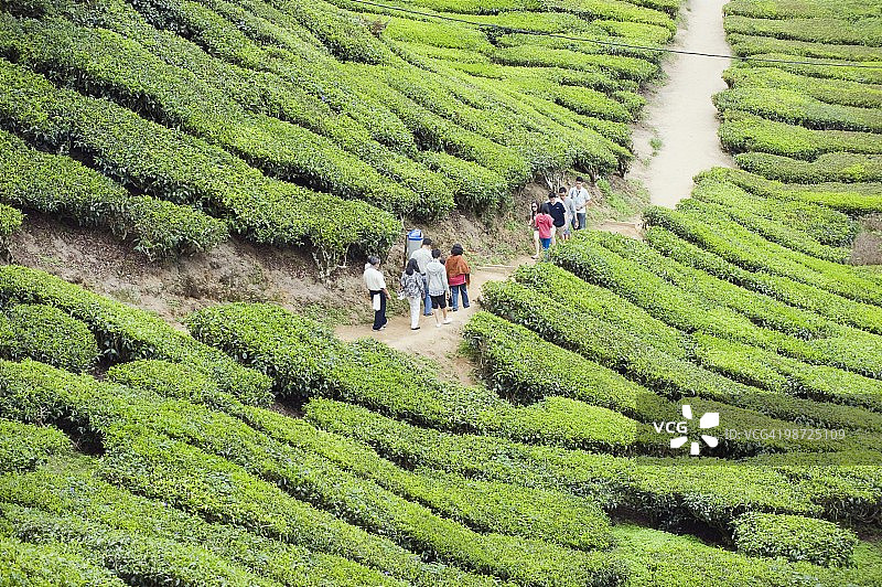 游客在马来西亚金马仑高原BOH Sungai Palas茶园的茶园里散步图片素材