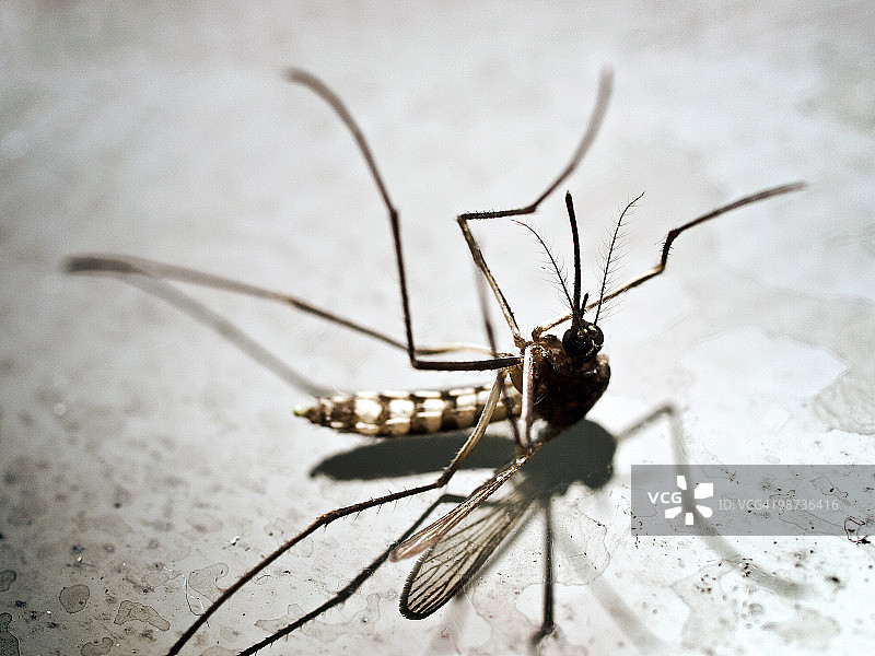 死蚊子才是好蚊子图片素材