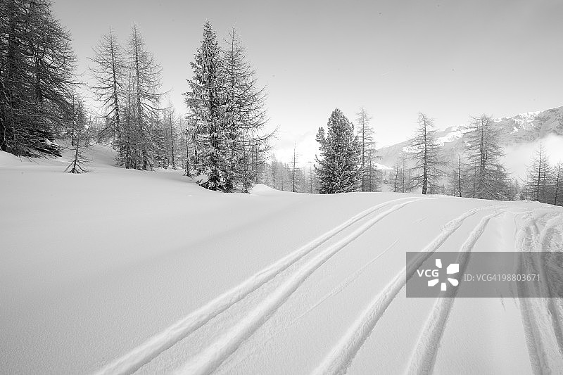 阿尔卑斯山有松树的雪地滑雪道图片素材