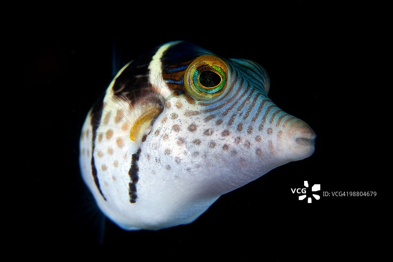 黑鞍Toby鱼图片素材