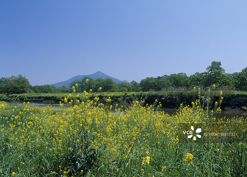 日本茨城下妻油菜花图片素材
