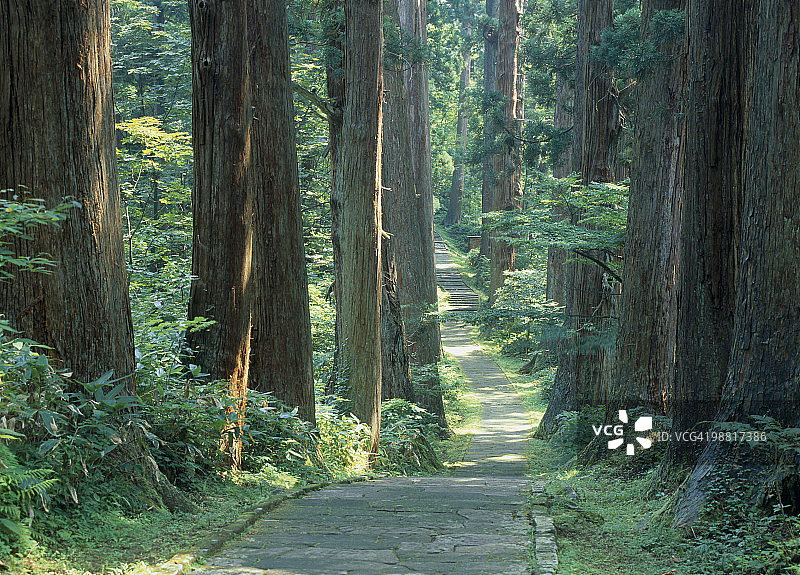 日本山形县鹤冈市雪松大道图片素材