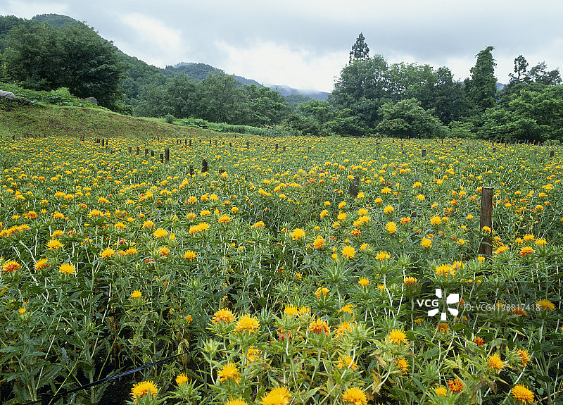 日本山形县的红花图片素材