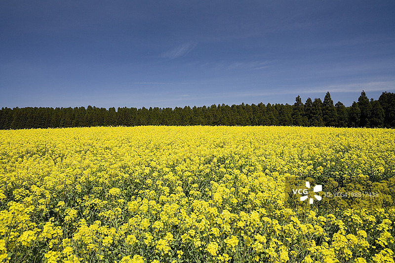 日本熊本县阿苏市的油菜花图片素材
