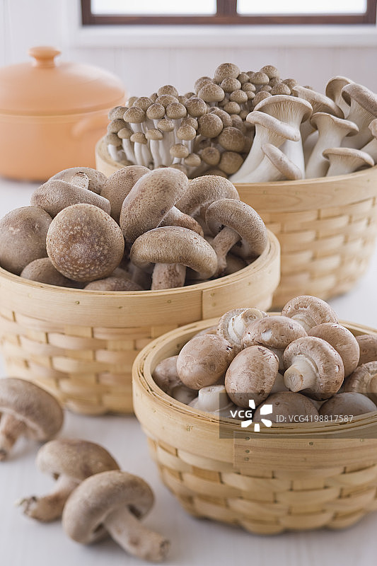 蘑菇图片素材